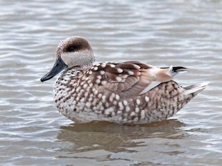  - Marbled Duck