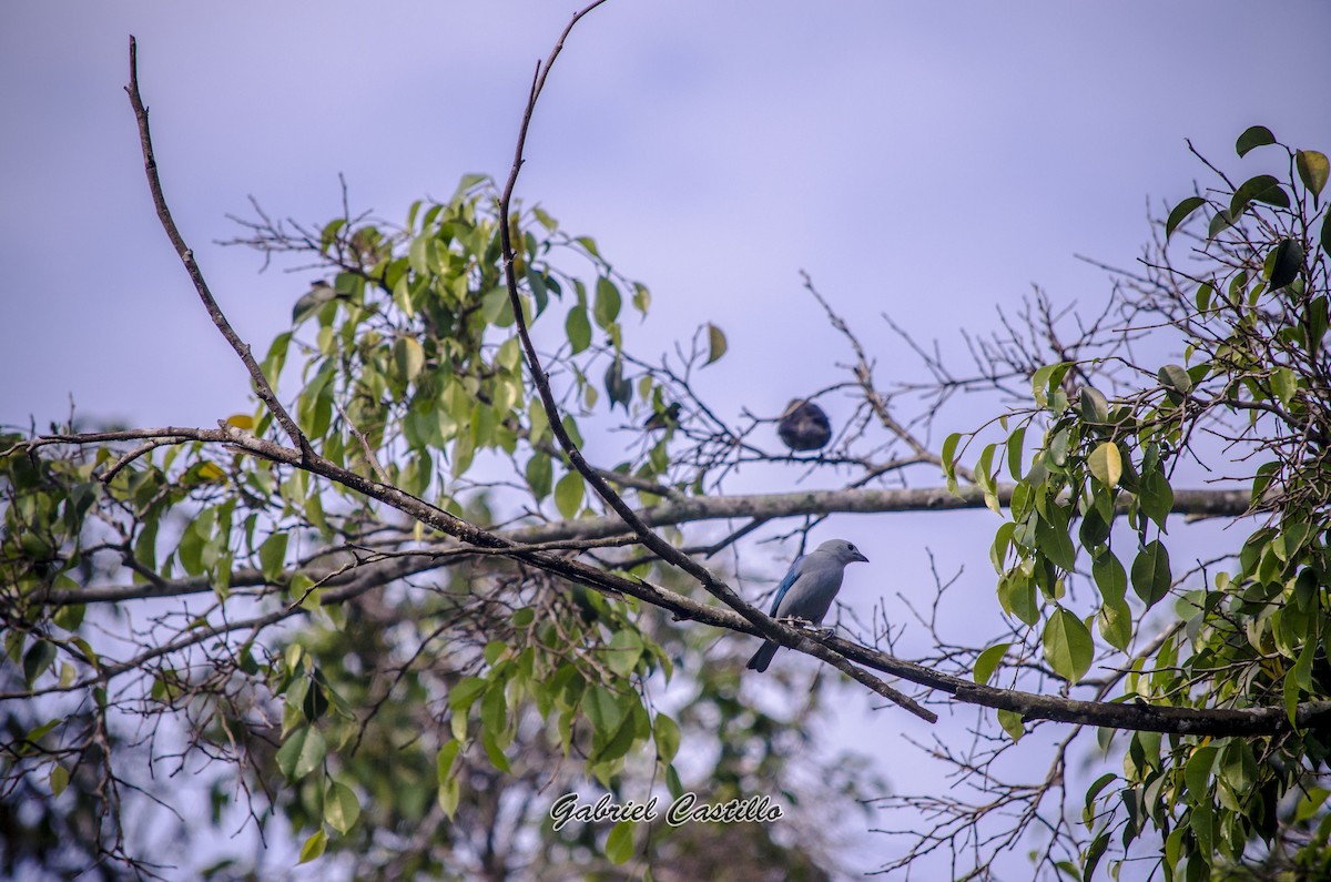 Blue-gray Tanager - ML77959791