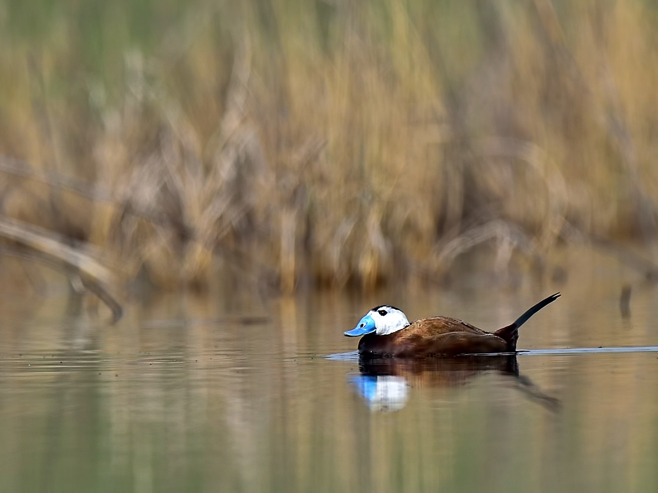 White-headed Duck - Ferit Başbuğ