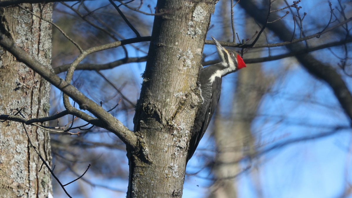 Pileated Woodpecker - Daniel Jauvin