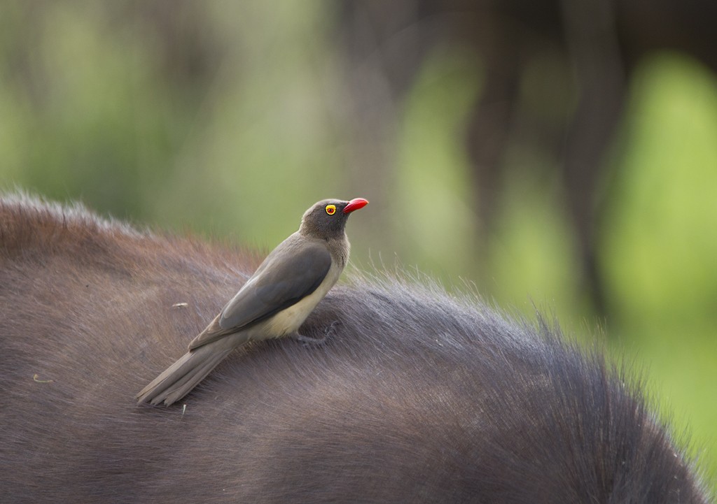 Red-billed Oxpecker - ML77961161