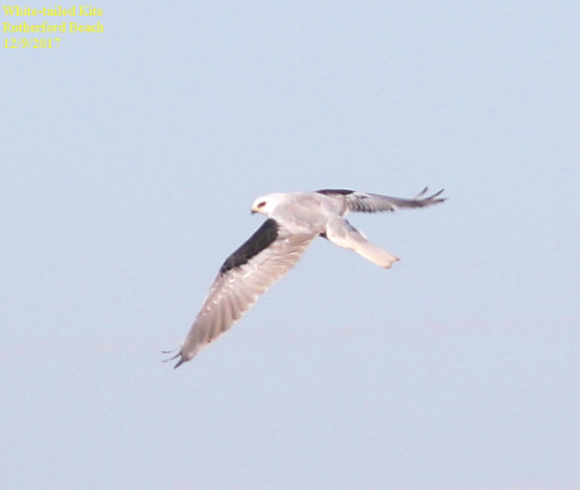 White-tailed Kite - Phillip Wallace