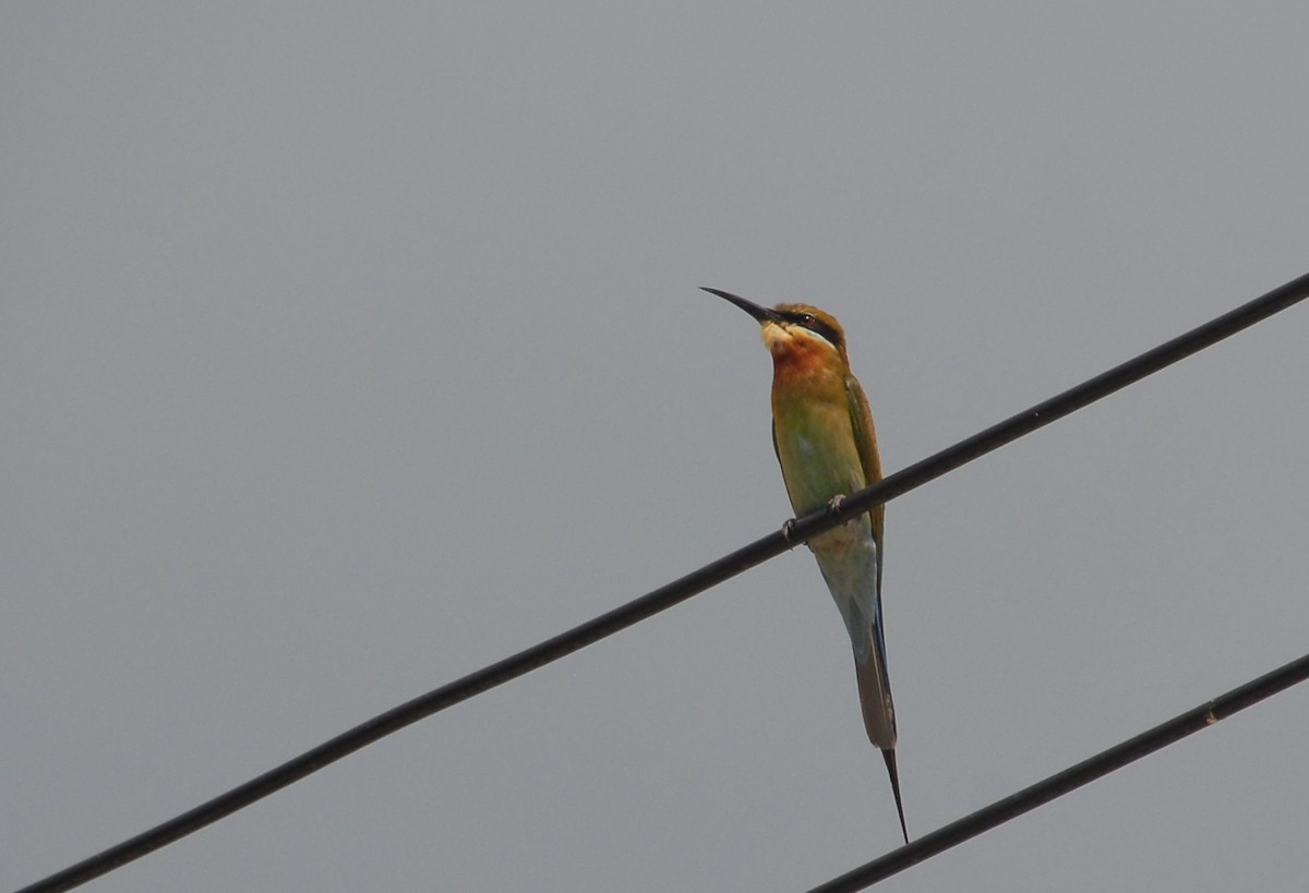 Blue-tailed Bee-eater - Pablo Santonja