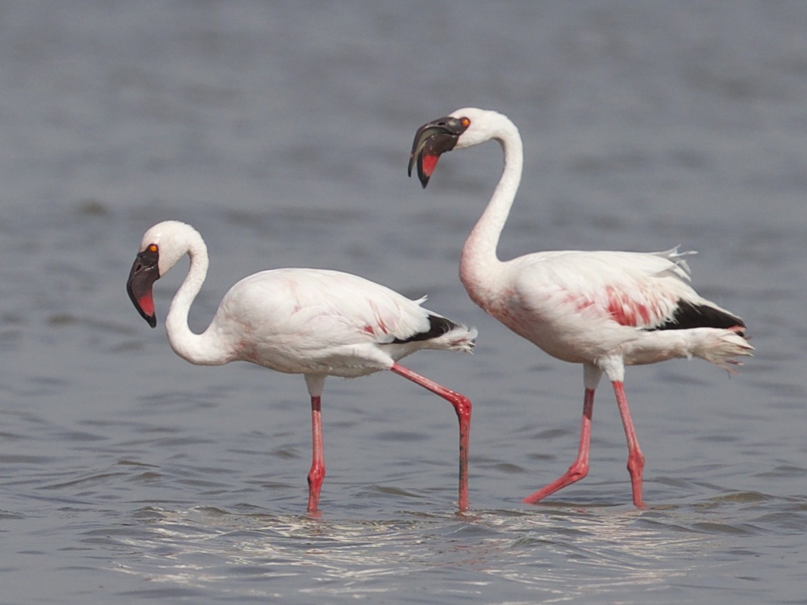 Lesser Flamingo - jaya samkutty