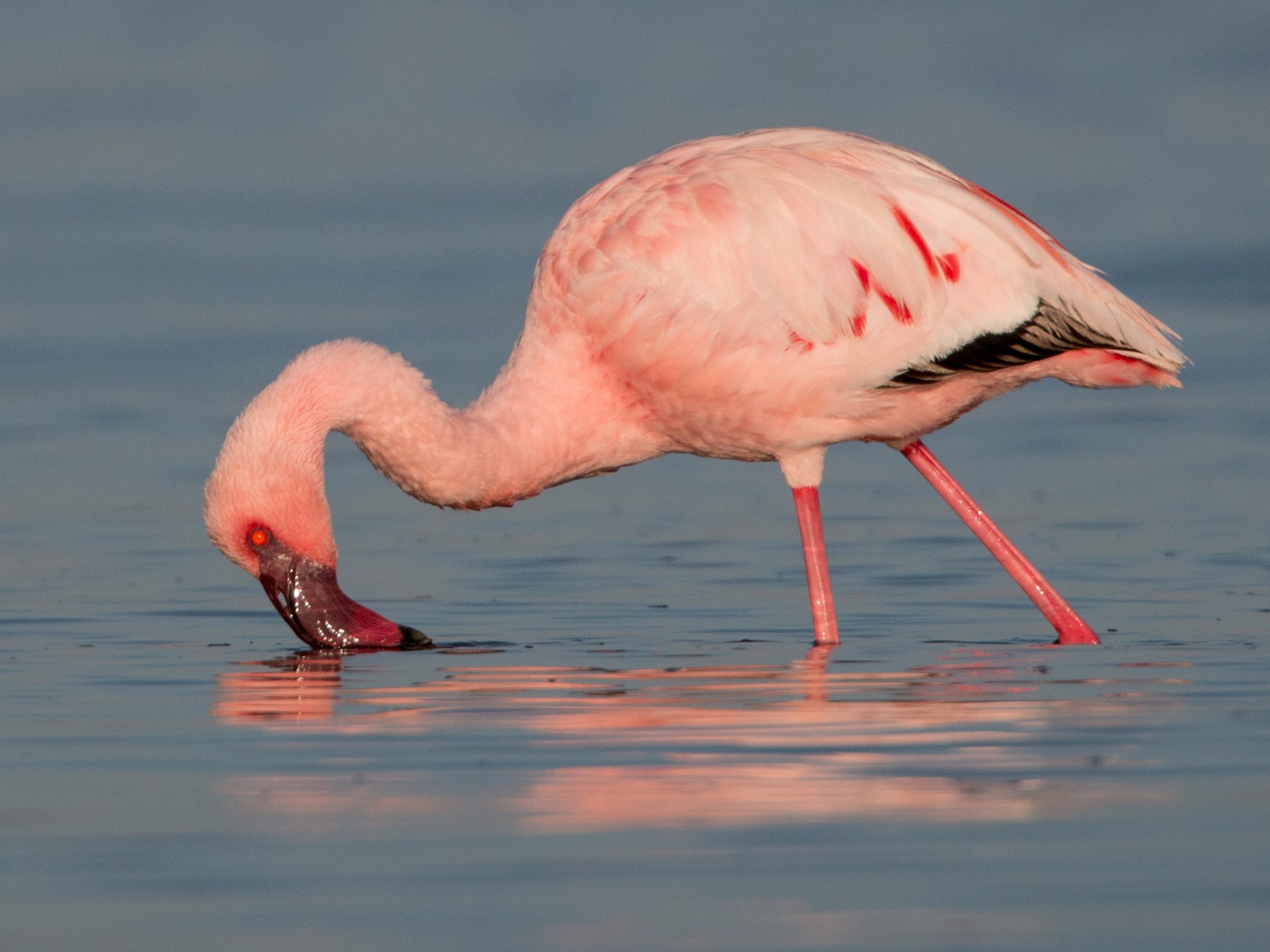 Lesser Flamingo