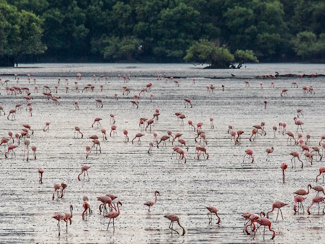 Photos - Lesser Flamingo - Phoeniconaias minor - Birds of the World