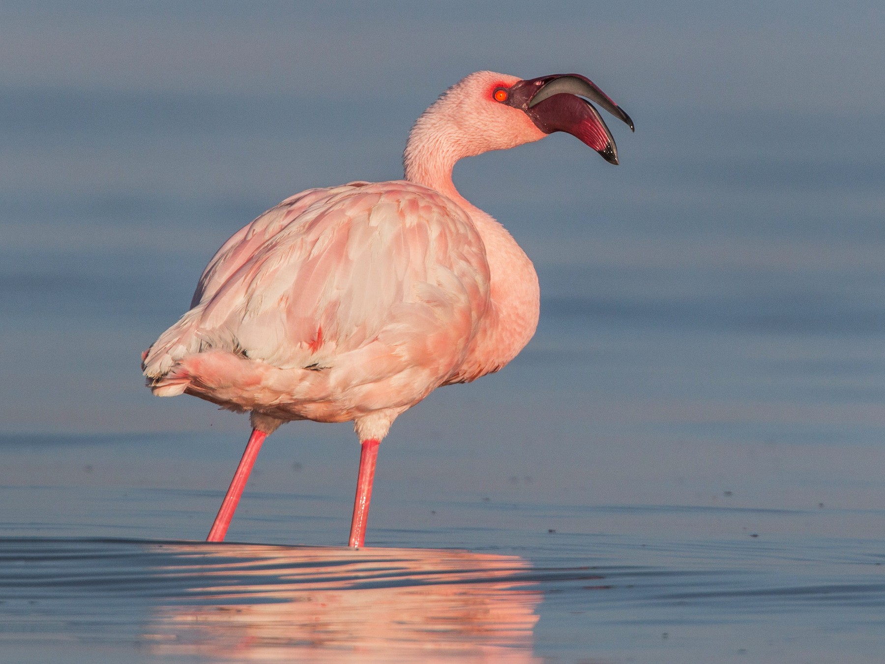 Lesser Flamingo - Ian Davies