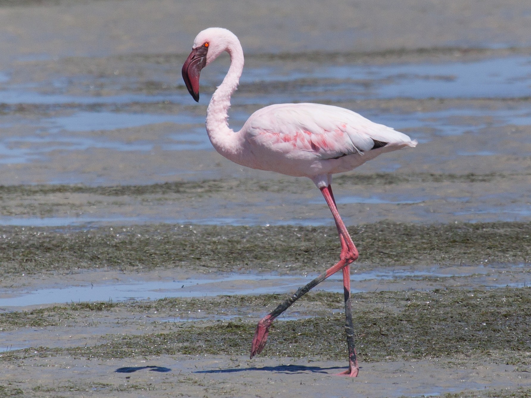 Lesser Flamingo - Craig Faulhaber