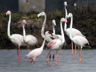 นกเต็มวัย (with Greater Flamingo) - sakthi manickam - ML77964181