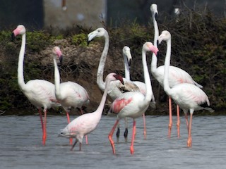 コフラミンゴ - ピオヌンナル MOANA mini モアナ ミニFLAMINGO 