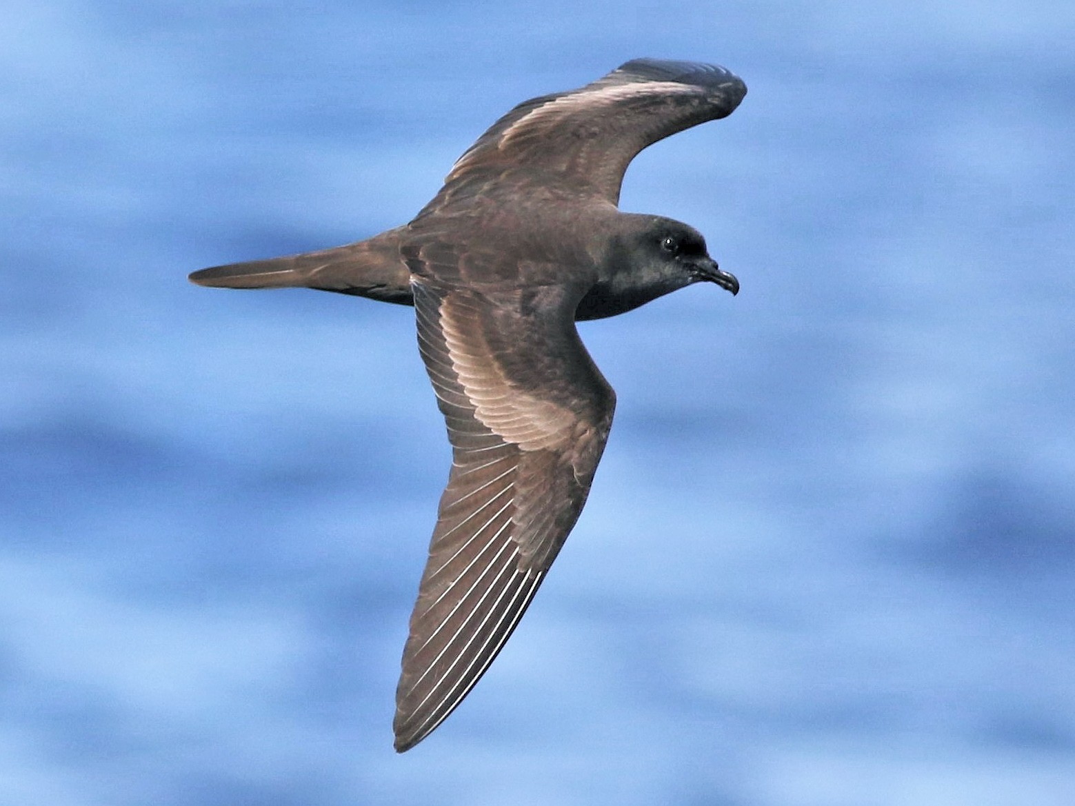 Bulwer's Petrel - Peter Flood