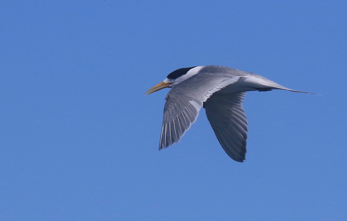 Great Crested Tern - ML77964901