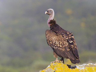 นกเต็มวัย - Javi Elorriaga - ML77965161