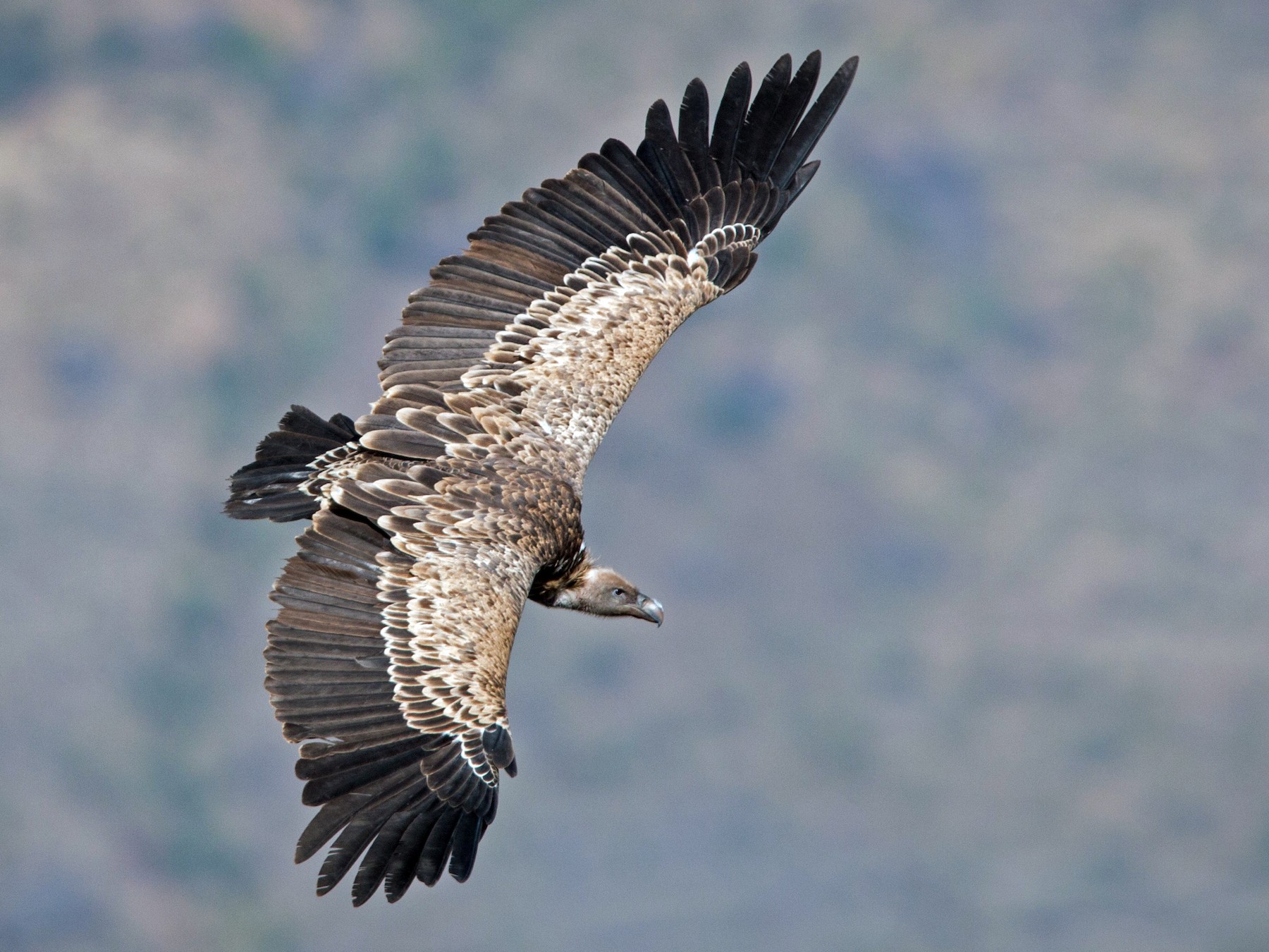 Rüppell's Griffon - eBird