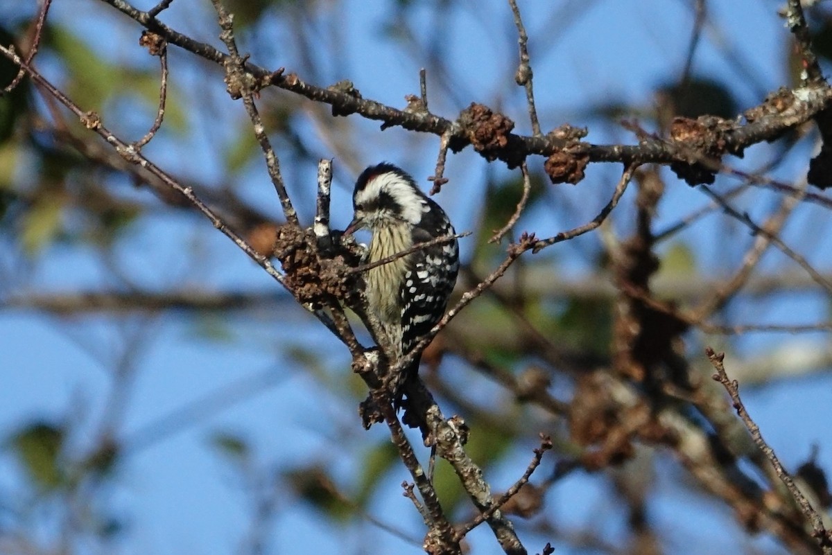 Gray-capped Pygmy Woodpecker - ML77966271