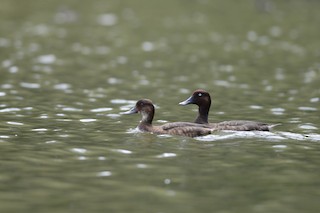  - Madagascar Pochard