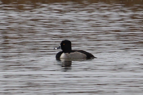 Ring-necked Duck - ML77966971