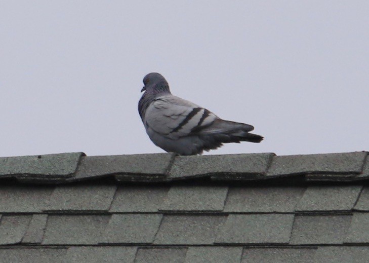 Rock Pigeon (Feral Pigeon) - Ann Van Sant
