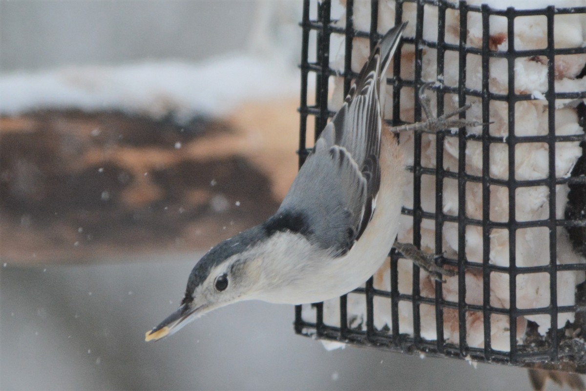 White-breasted Nuthatch - ML77969571