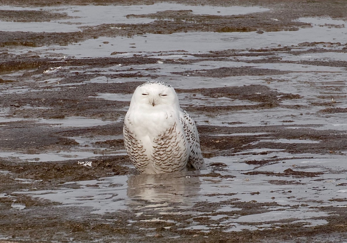 Snowy Owl - James Sawusch