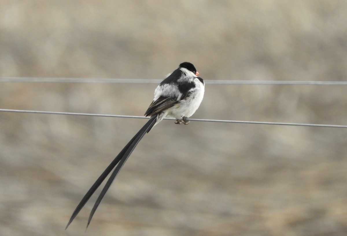 Pin-tailed Whydah - ML77970771