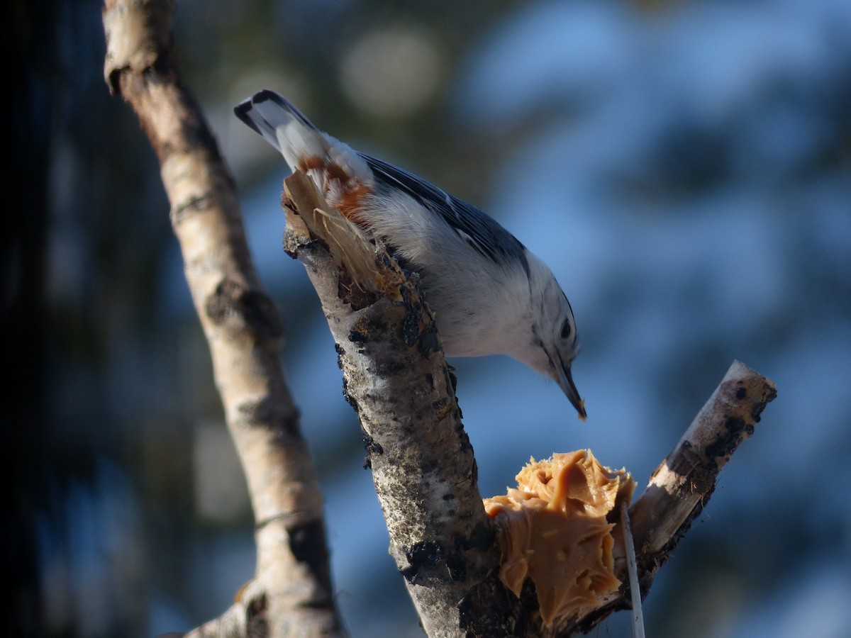 White-breasted Nuthatch - ML77971921