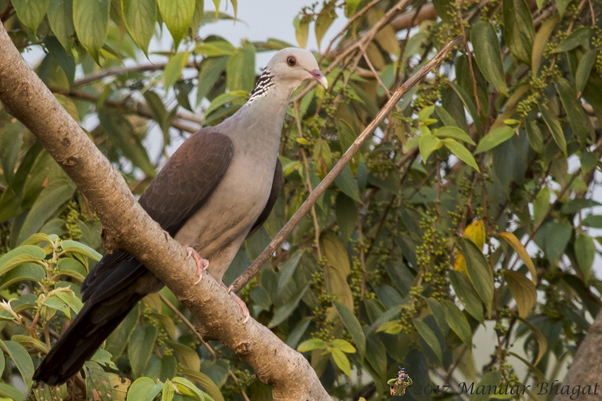 Nilgiri Wood-Pigeon - ML77972821
