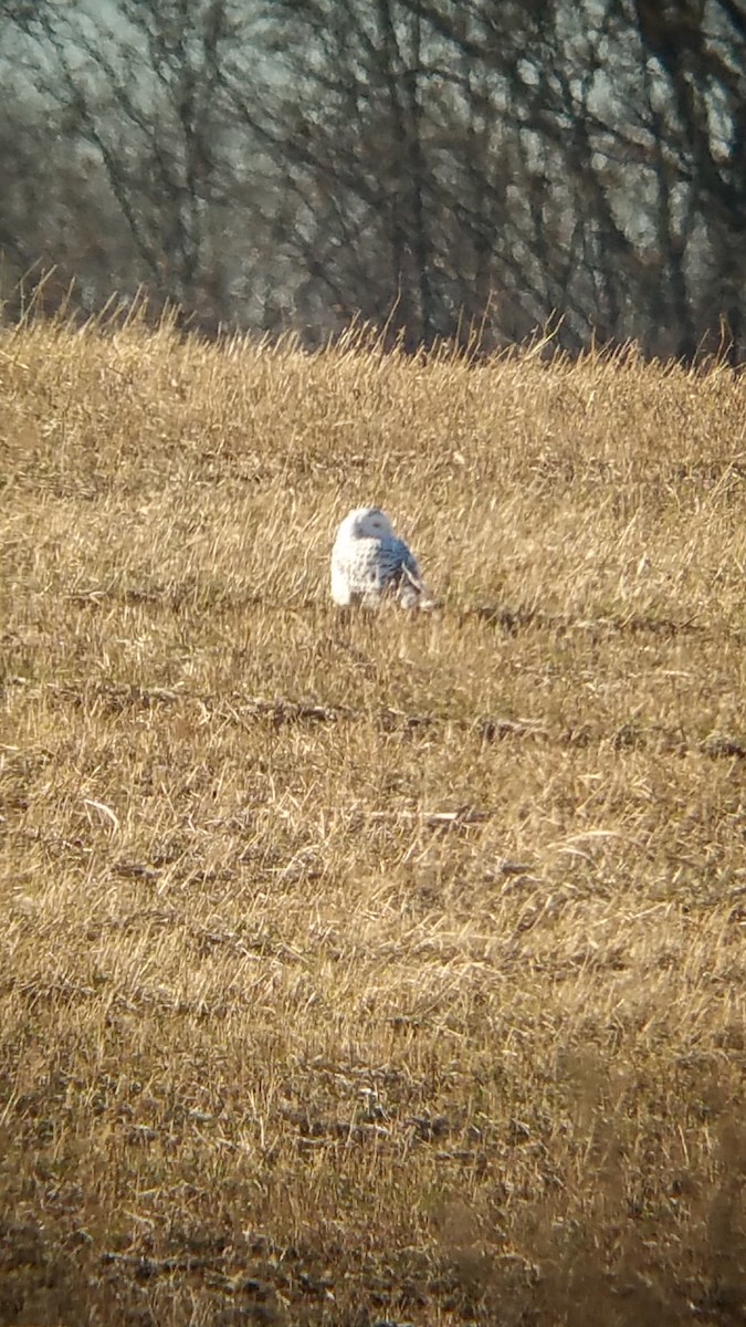 Snowy Owl - ML77973161