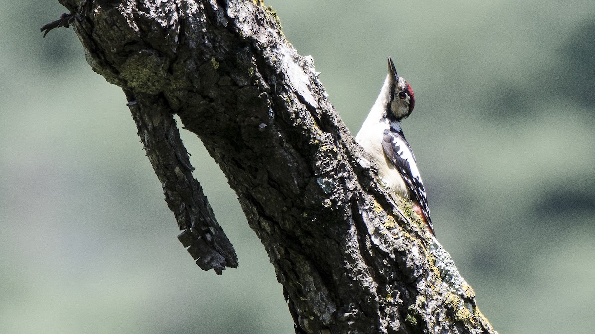 Himalayan Woodpecker - Parmil Kumar