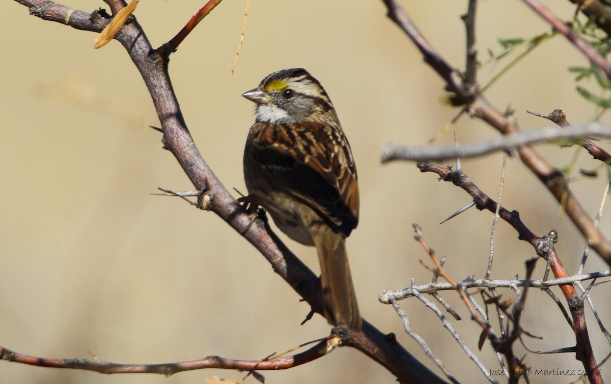 White-throated Sparrow - ML77976761
