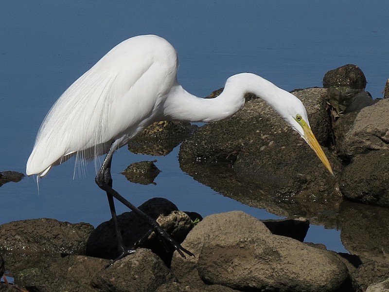 Great Egret - wendy wright