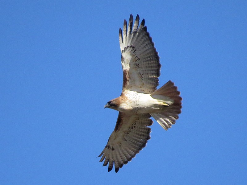 Red-tailed Hawk - ML77978411