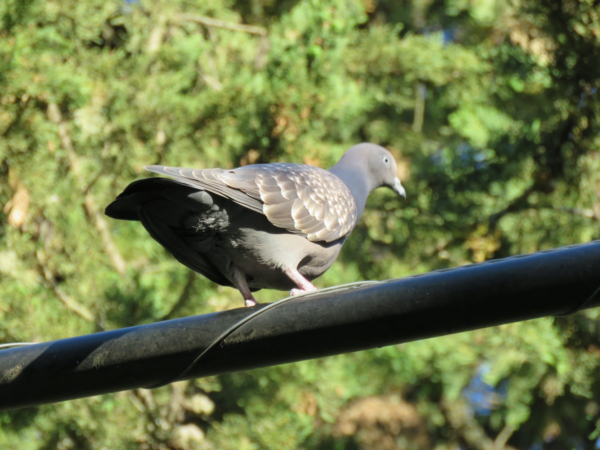Spot-winged Pigeon - Peter Colasanti