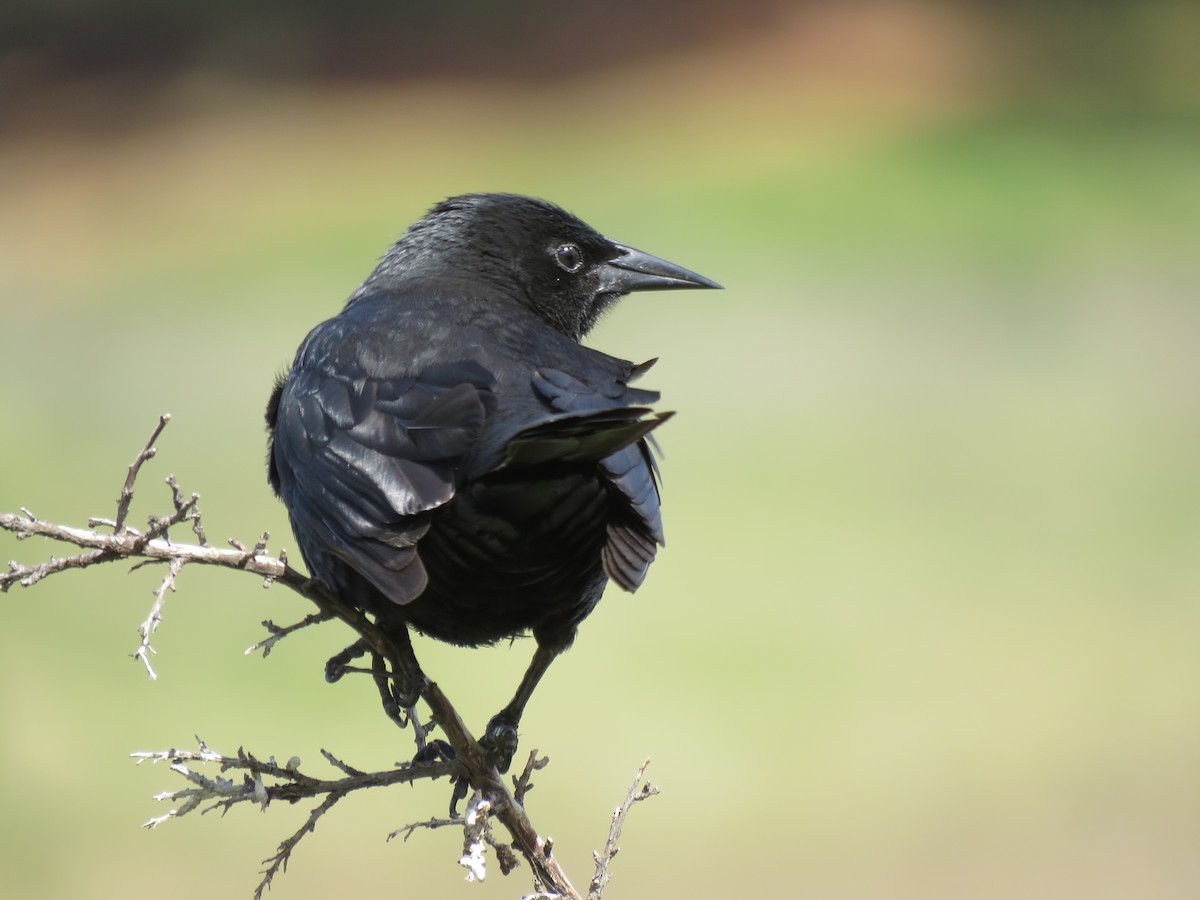 Austral Blackbird - Peter Colasanti