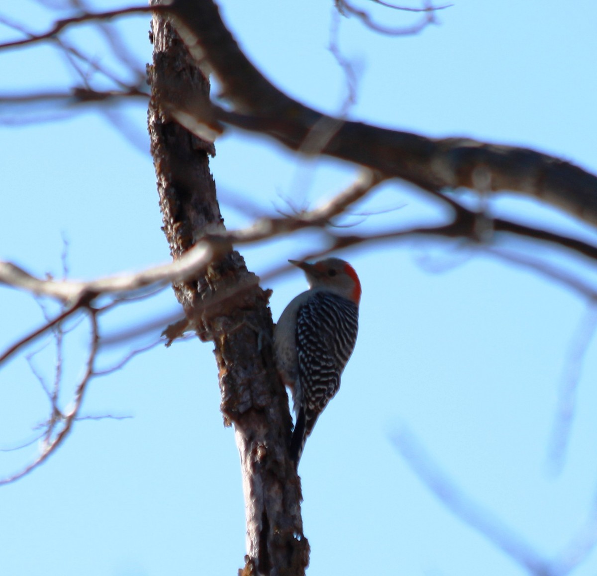 Red-bellied Woodpecker - ML77982581