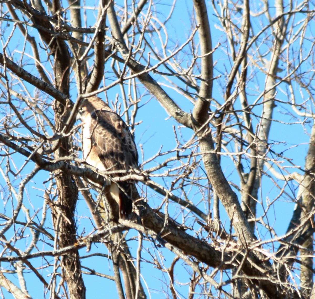 Red-tailed Hawk - ML77982821
