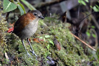  - Rusty-tinged Antpitta