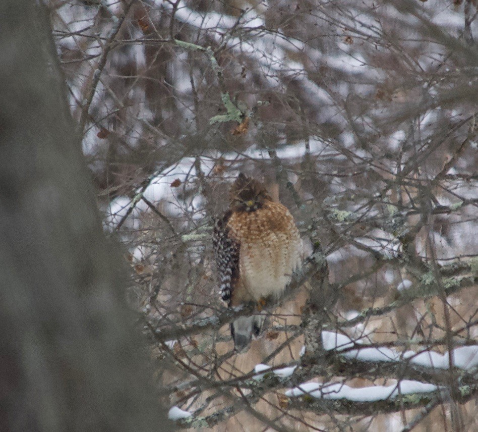 Red-shouldered Hawk - Cory Ross