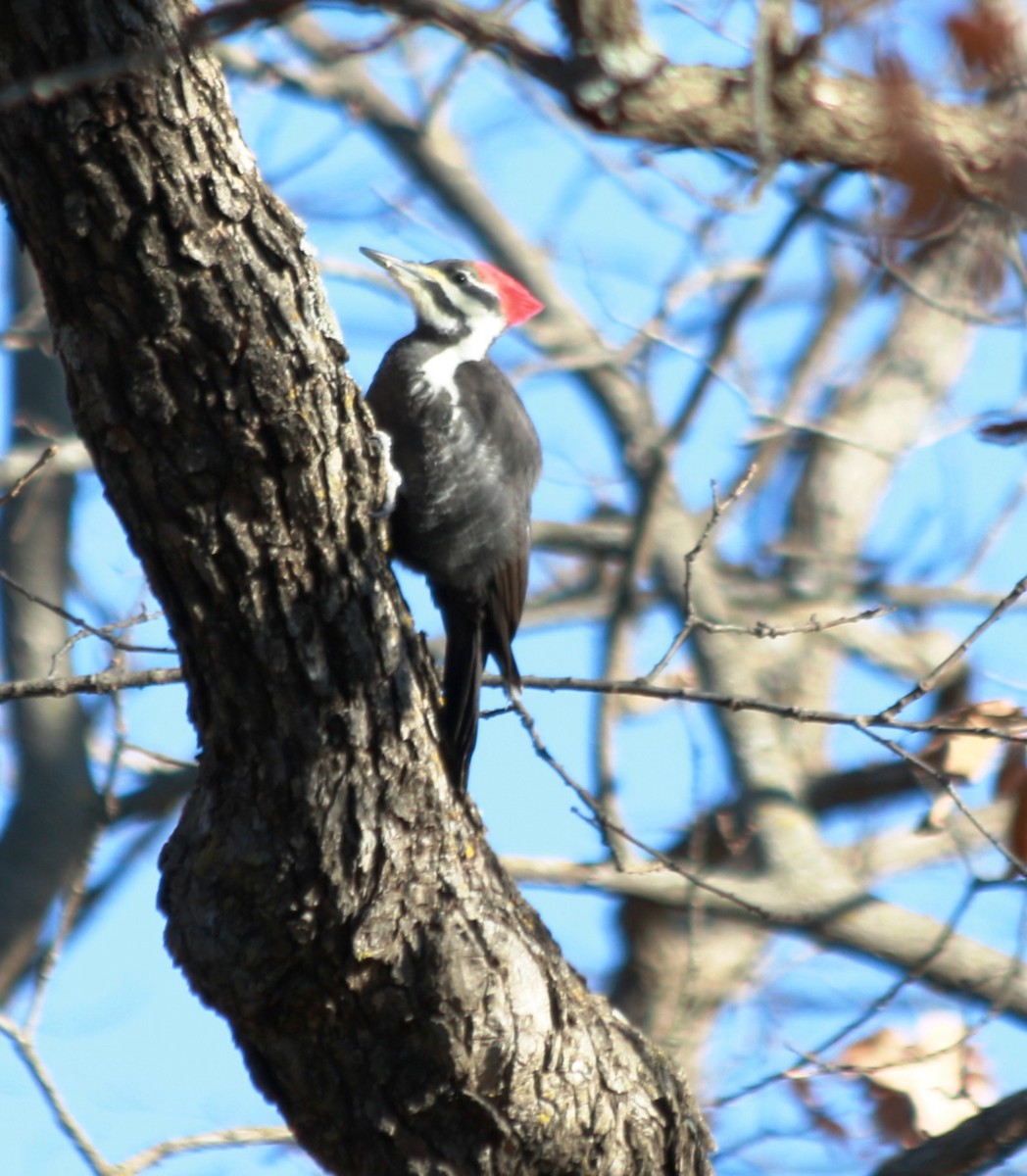 Pileated Woodpecker - ML77983381