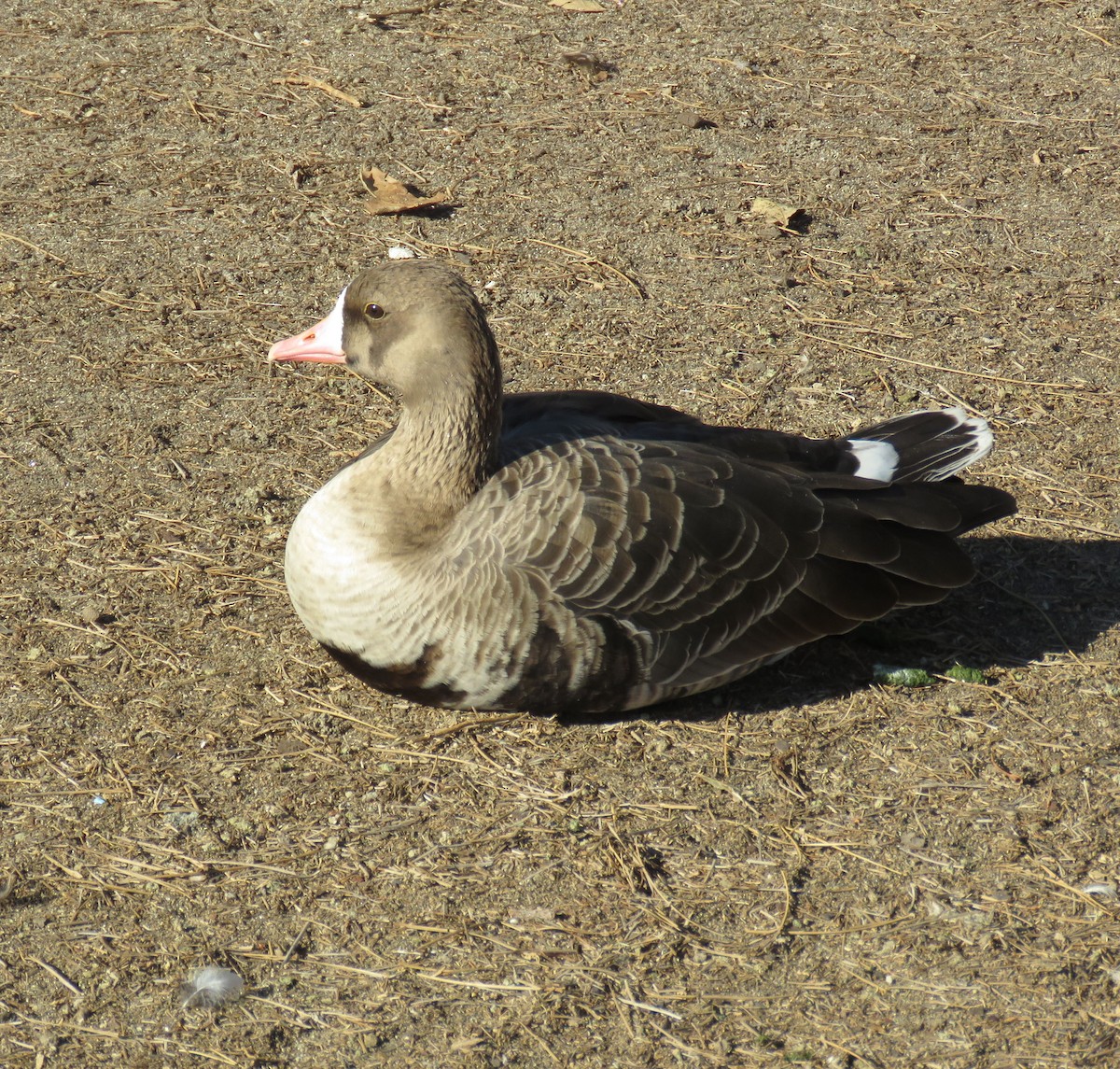 Greater White-fronted Goose - ML77983591