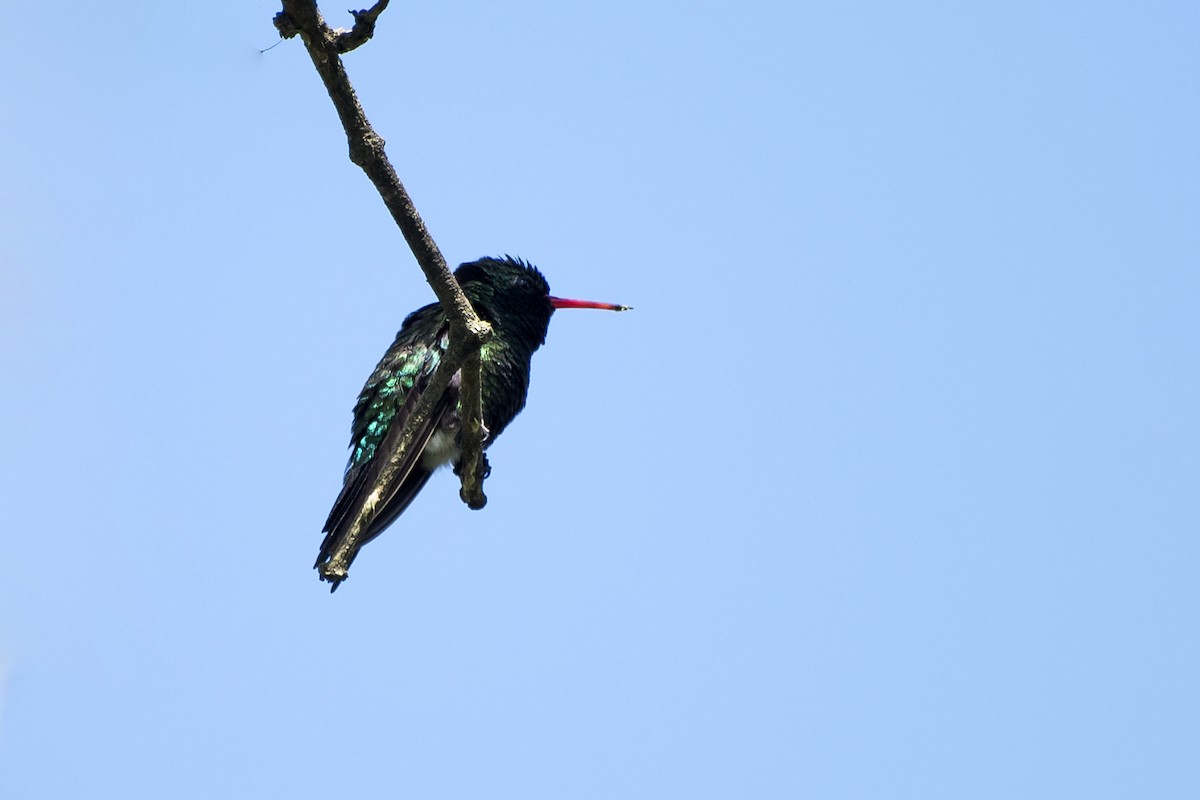 kolibřík lesklobřichý - ML77984321