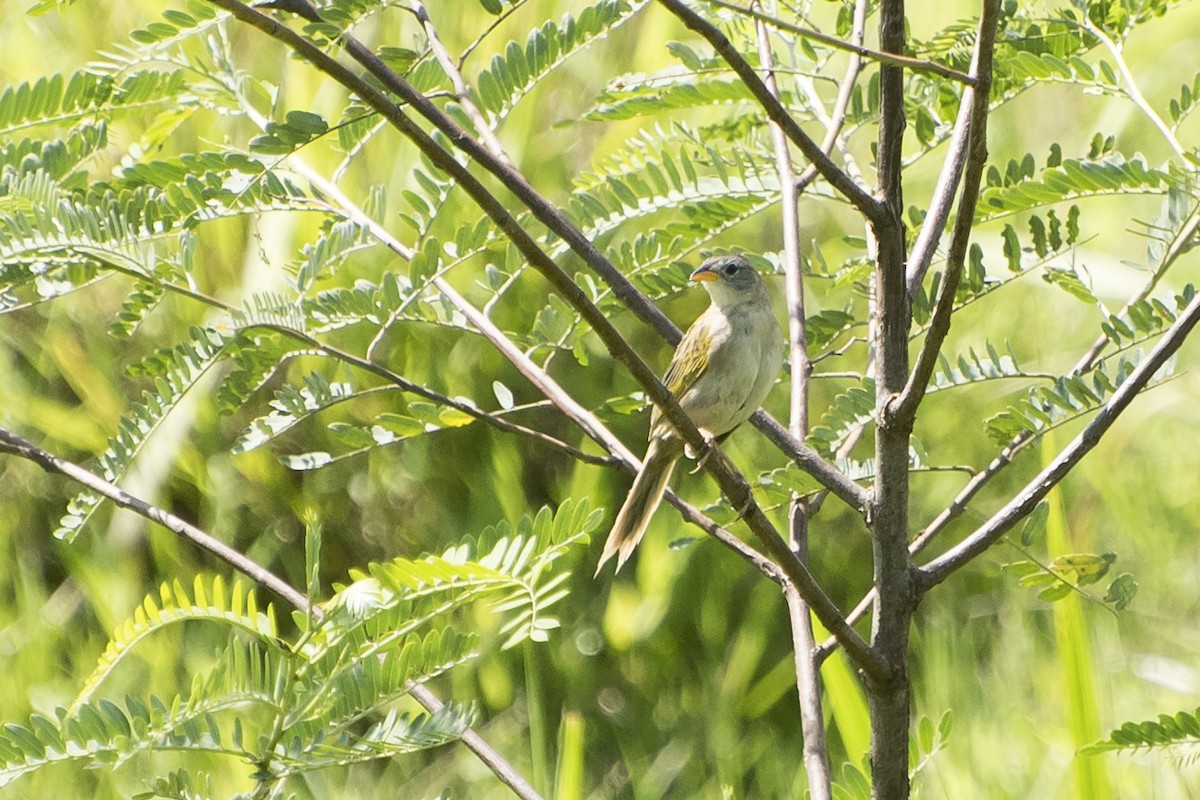 Wedge-tailed Grass-Finch - ML77985451