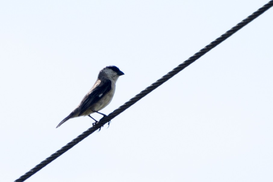 Pearly-bellied Seedeater - ML77985511