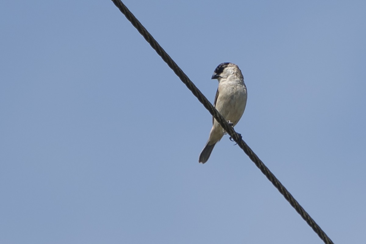 Pearly-bellied Seedeater - ML77985521