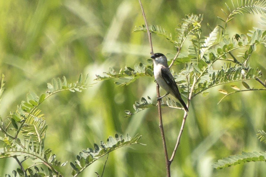 Pearly-bellied Seedeater - Luiz Carlos Ramassotti