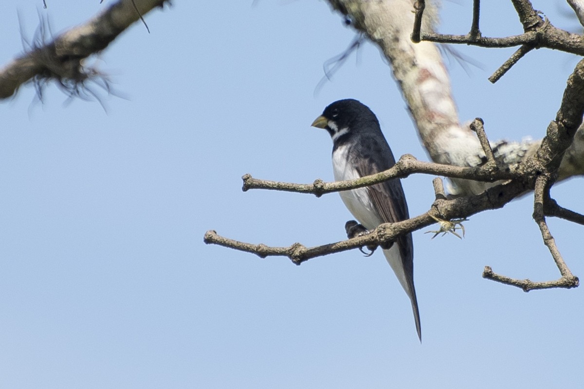 Double-collared Seedeater - ML77985591