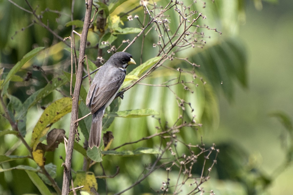 Double-collared Seedeater - ML77985621