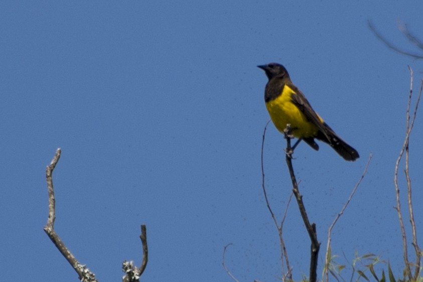 Yellow-rumped Marshbird - ML77985661