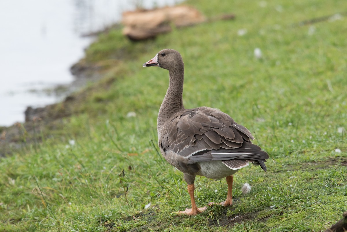 Greater White-fronted Goose - ML77985911