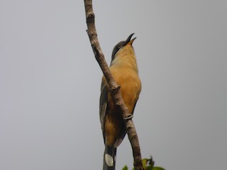 Mangrove Cuckoo, ML77986131